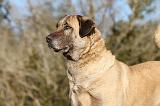 KANGAL 012